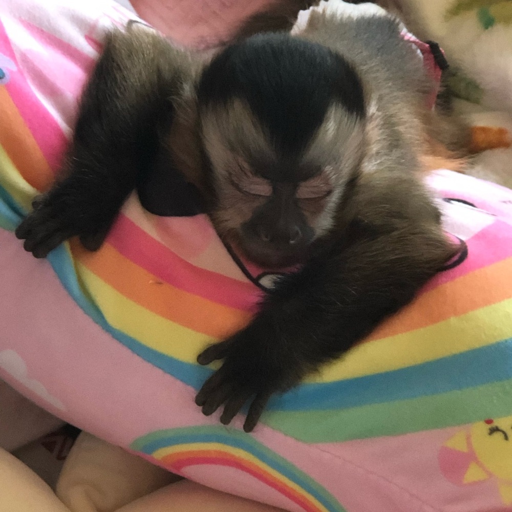 Monkeymom73 is live!!! Like this listing to get notified ☀️🐵☀️🐵 - Picture 9 of 13